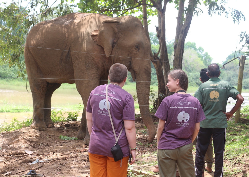 Volunteer in Sri Lanka - Work With Elephants