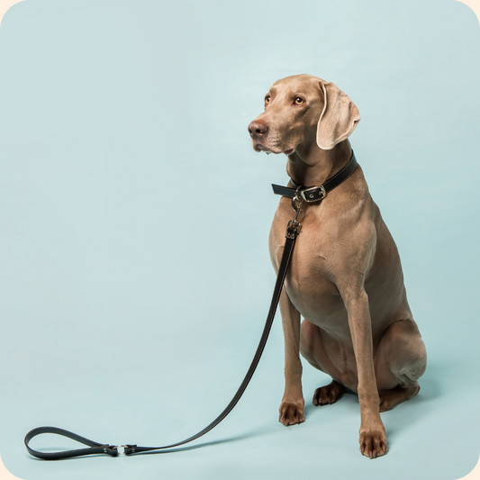 Classic Black Vegan Apple Leather Small-Medium Dog Lead