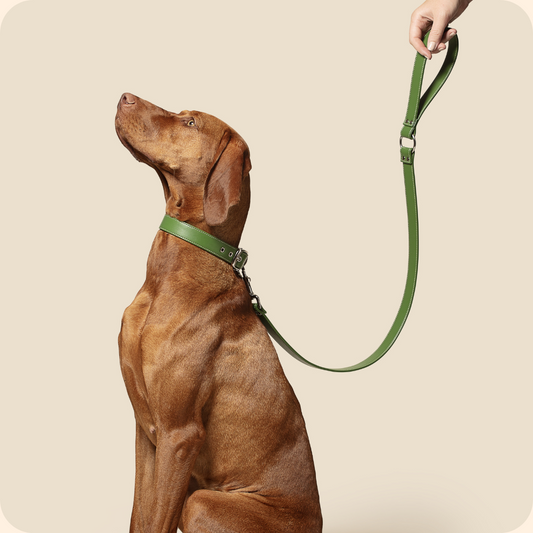 Forest Green Vegan Apple Leather Medium-Large Dog Lead