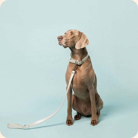 Ice Blue Vegan Apple Leather Small-Medium Dog Lead