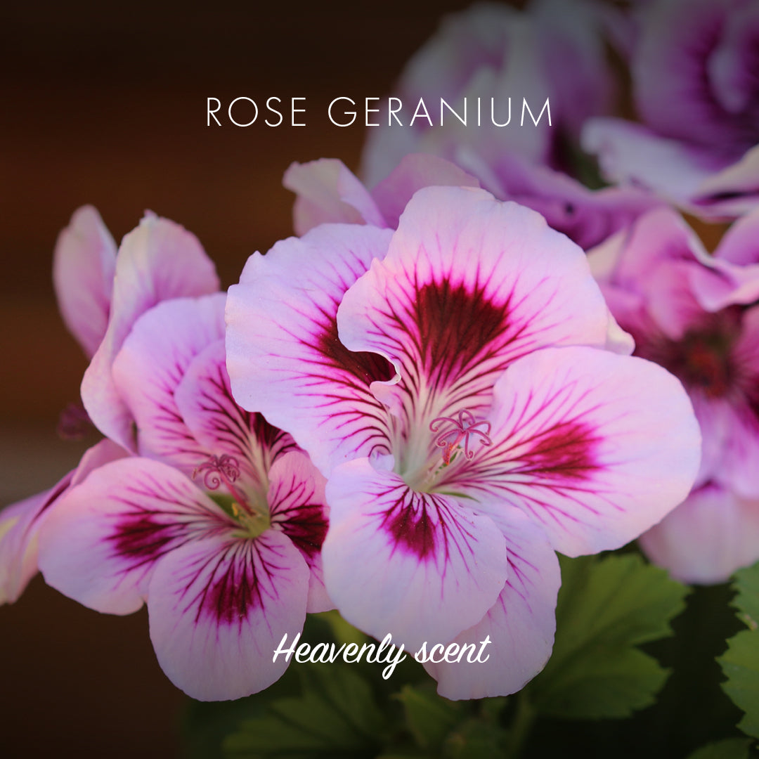 Friendly Soap - Rose Geranium -  Natural Soap - Heavenly Scent