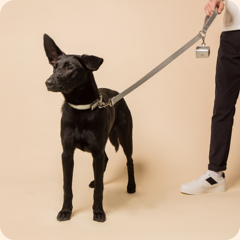 Silver Vegan Apple Leather Dog Collar