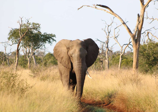 elephant in Hlane, Eswatini.