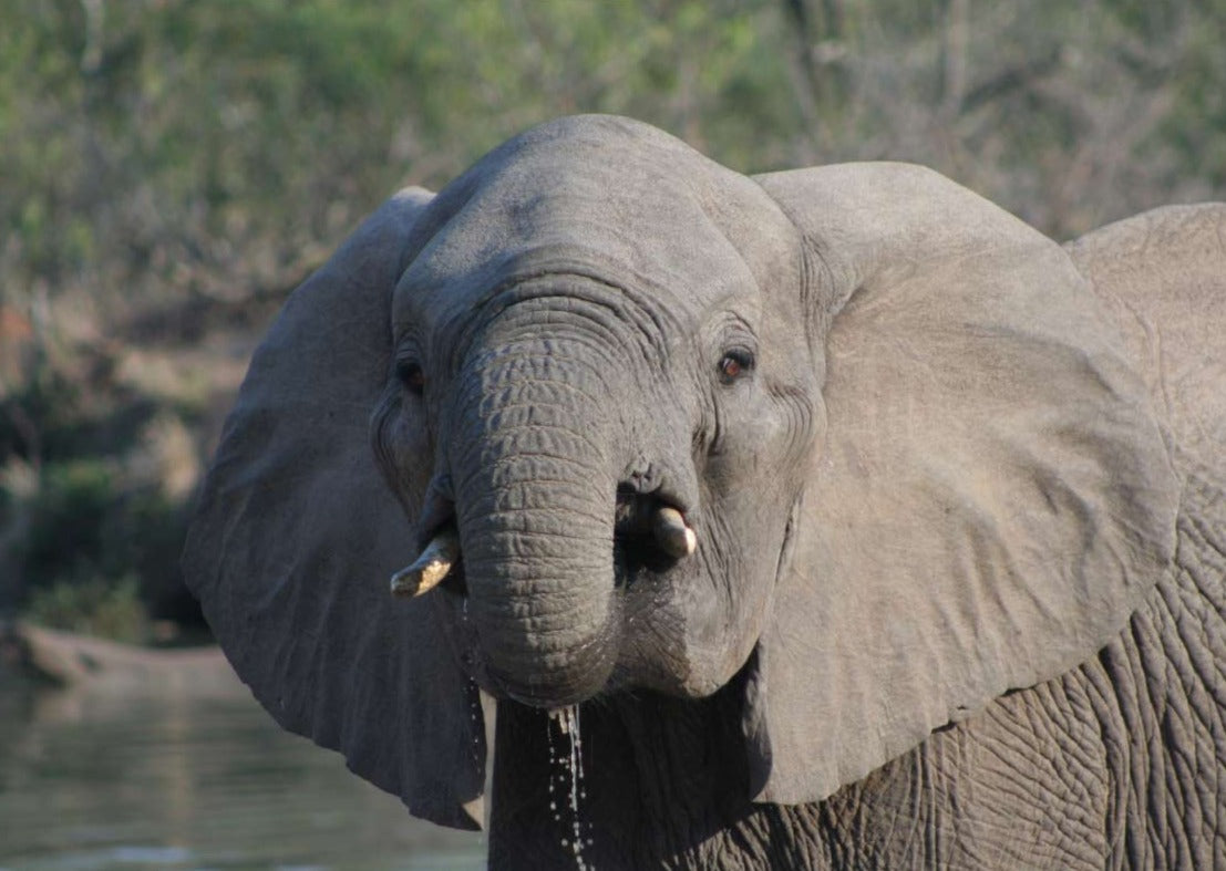Elephant in Hlane, Eswatini
