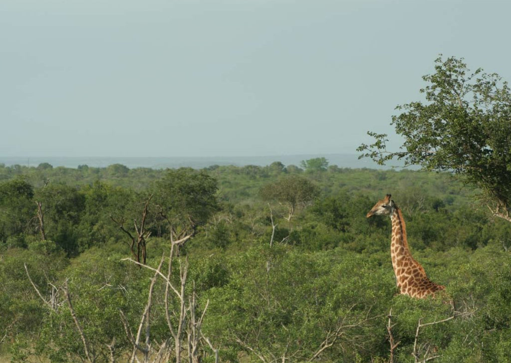 Giraffe in Eswatini