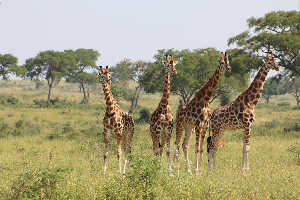 Arts, Crafts and Wildlife Safari in Uganda