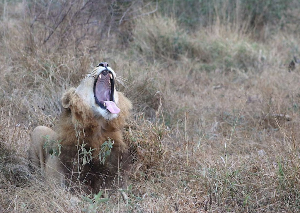 lion roaring in Eswatini