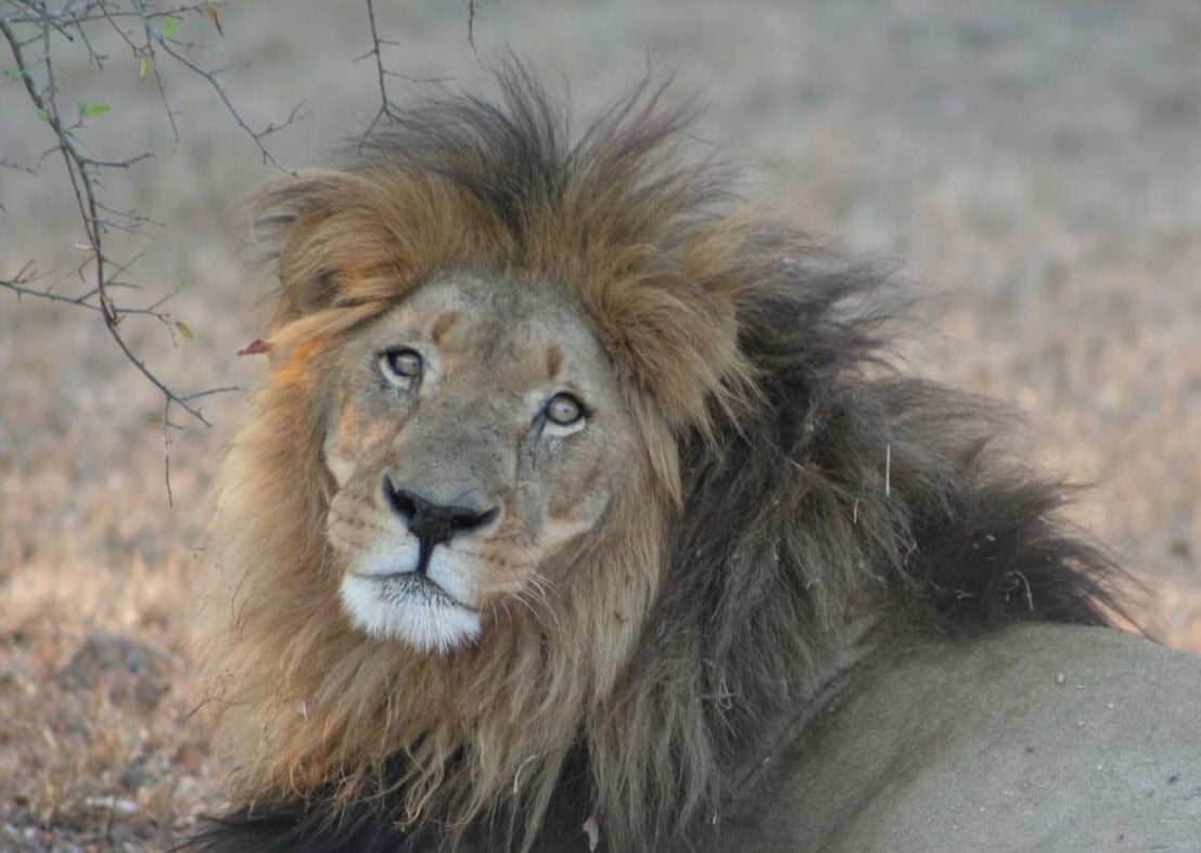 lion in eswatini