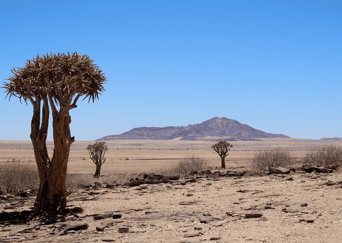 Namib desert quiver tree