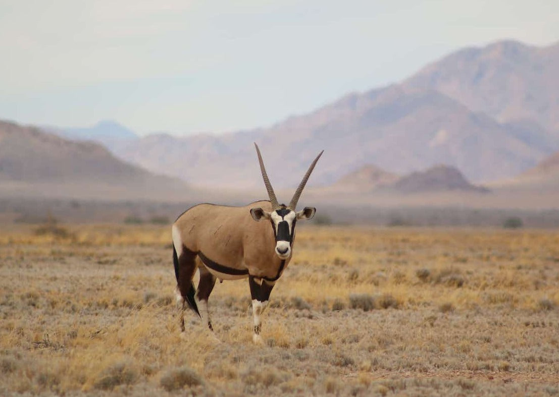namibia gemsbok antelope