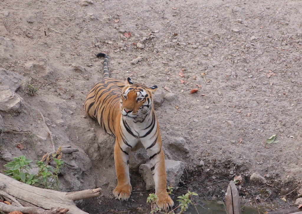 Tiger in Satpura, India