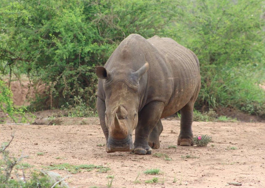 white rhino tracking in Mkhaya